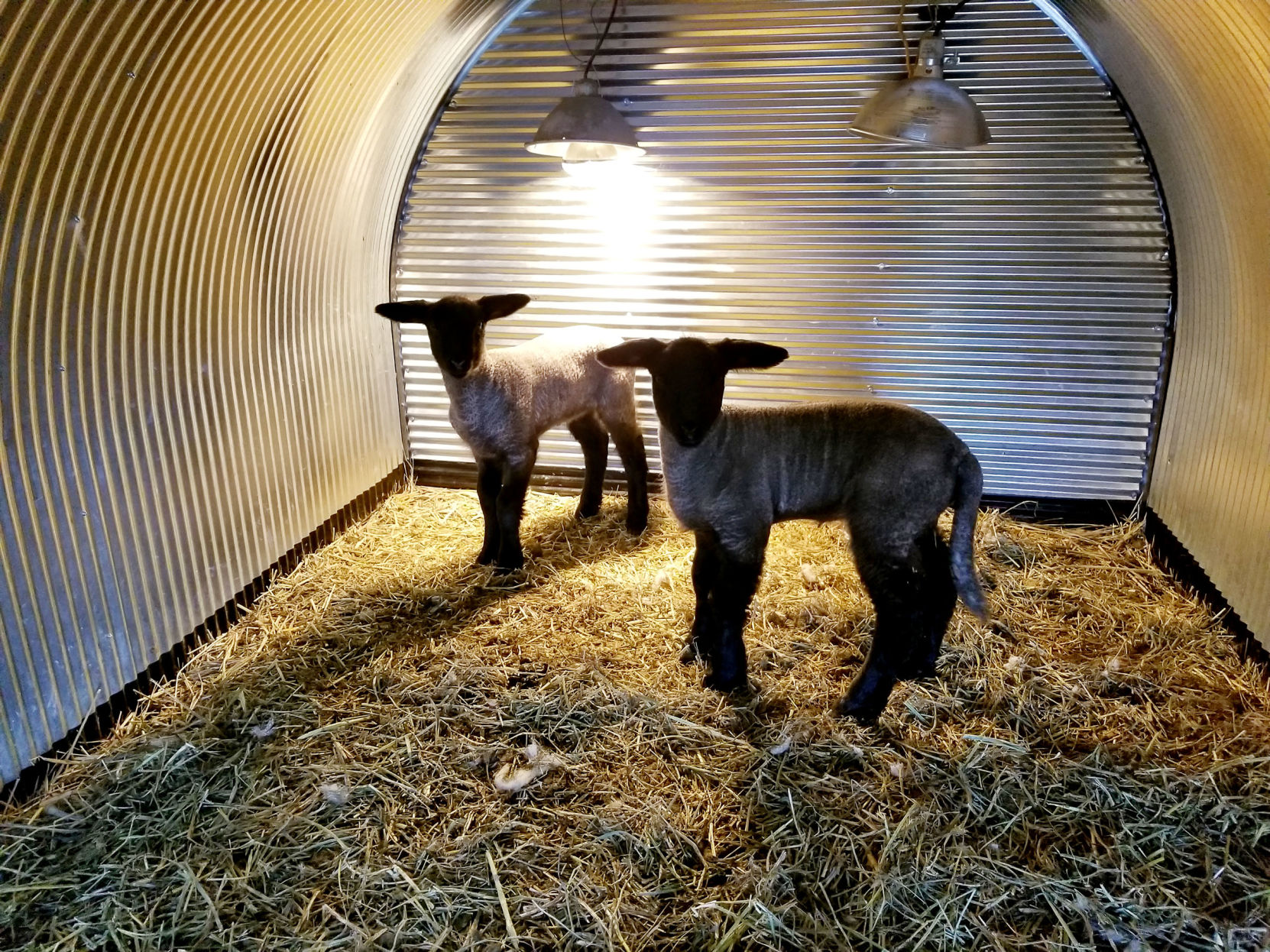 4-H lambs are arriving